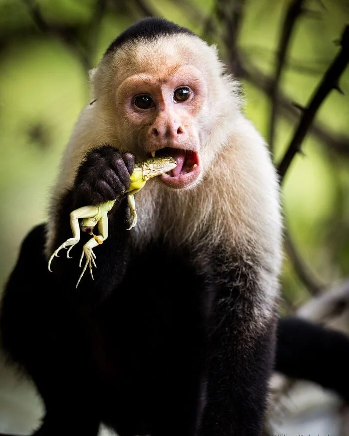 White-faced Capuchin - Capuchin, Primates, Wild animals, wildlife, Central America, The photo, Mining, Frogs