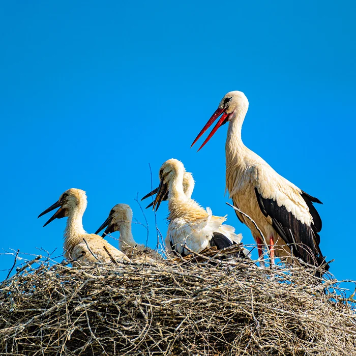 Storks near Moscow - My, Village, Moscow region, Stork, Nikon, The photo