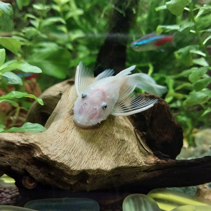    ! :) ,  