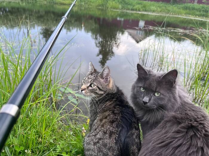 Have you ever been embarrassed in front of cats? - cat, Fishing, Fishing rod, The photo