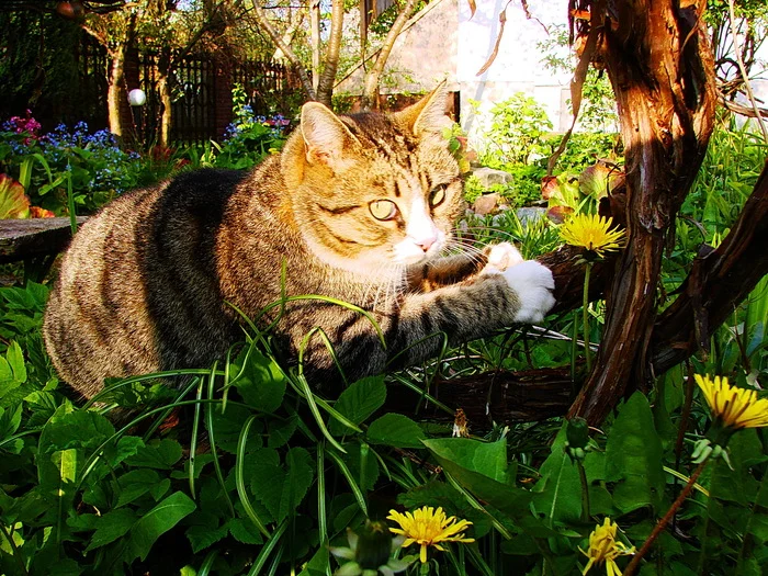 Post #11559556 - My, Nature, Spring, Kaliningrad region, The nature of Russia, cat, Animals, Flowers, The photo