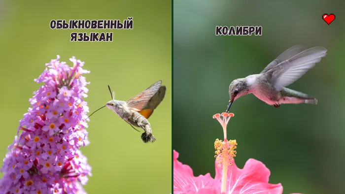 Is this a hummingbird? This is a plane? No, this is an ordinary tongue - My, Biology, Nauchpop, The science, Insects, Video, Video VK