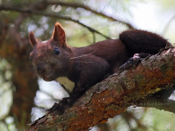 Fluffy hello - My, Krasnodar, Краснодарский Край, The photo, Squirrel, Galitsky Park, Krasnodar Park, Wild animals, Longpost