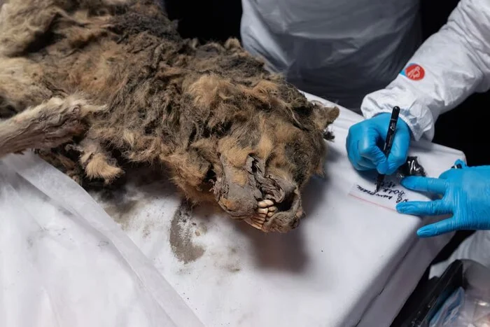 A mummy of a 44,000-year-old wolf was found in Yakutia - Yakutia, Paleontology, Archeology, Rare view, Telegram (link), Longpost