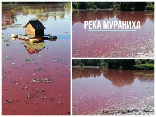 Экологическая катастрофа в Домодедово. Река Мураниха стала красной - Экология, Экоград, Негатив, Видео, Вертикальное видео, ВКонтакте (ссылка), Длиннопост