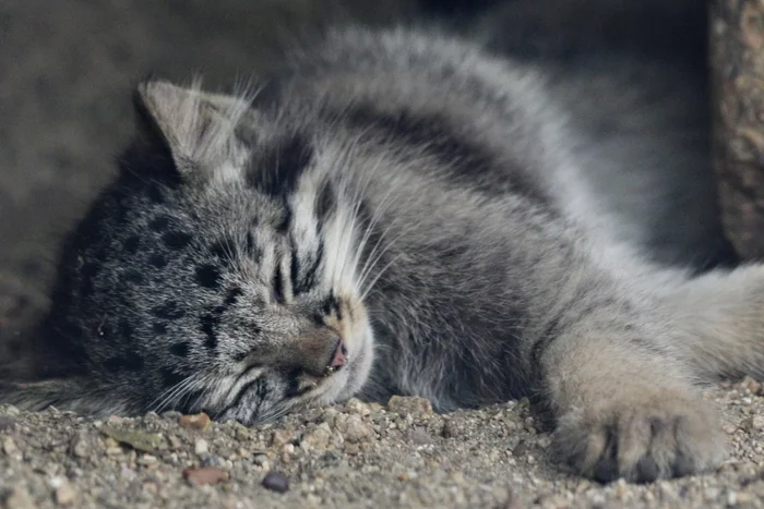 It's so hot... I don't even want to get up for breakfast... - Wild animals, Zoo, Predatory animals, Cat family, Phototrap, Small cats, Young, Pallas' cat