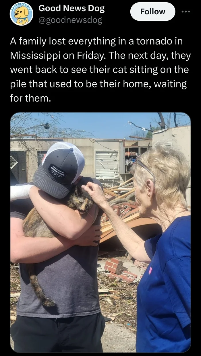 Even the dogs were reposted - cat, Twitter, Tornado, Animal Rescue, Screenshot, Twitter (link)