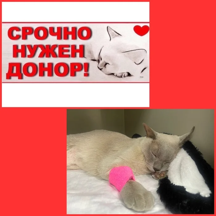 A donor for a cat is urgently needed. We need a male cat, age from 1 to 5 years, weight from 5.5 kg and above89184101111 KRASNODAR - cat, Donation, Donor, Blood, Helping animals, Urgently, Resuscitation, No rating