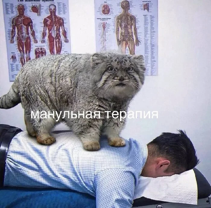 Clearly - Humor, Picture with text, Memes, Pallas' cat, Manual therapy