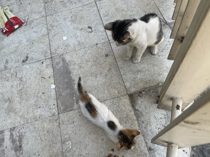 Just. Istanbul. Seals - My, Pet the cat, Istanbul, Street photography, Vacation, Longpost, cat