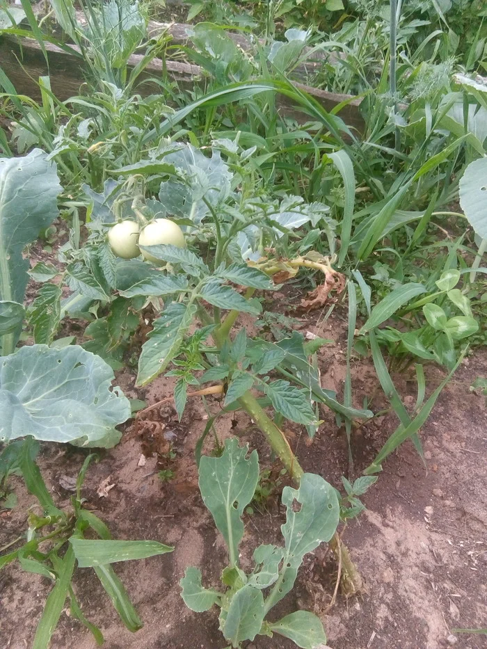 Gardening matters, about tomatoes - My, Village, Life stories, Сельское хозяйство, Family, Tomatoes, Garden, Village, Gardening, Pets, Everyday life, Video, Vertical video, Longpost