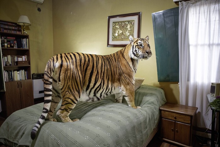 Sofia Lopez Mañan (Аргентина) «Тигр». 2-е место в «Профессиональной номинации».