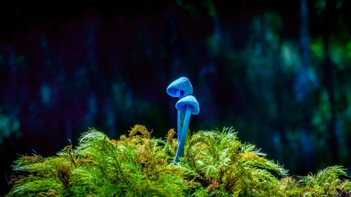 © Robyn Finlayson (Австралия) «Небесно-голубые». «Золото» в категории «Природа. Профессионалы».