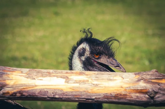 Can I get a lot of likes for this shy guy? - My, Ostrich, Farm, Nature, The photo