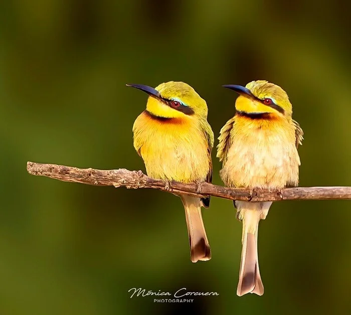 Pygmy bee-eaters - Szczurka, Birds, Wild animals, wildlife, Reserves and sanctuaries, Africa, The photo