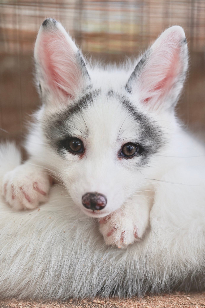 ������� ������