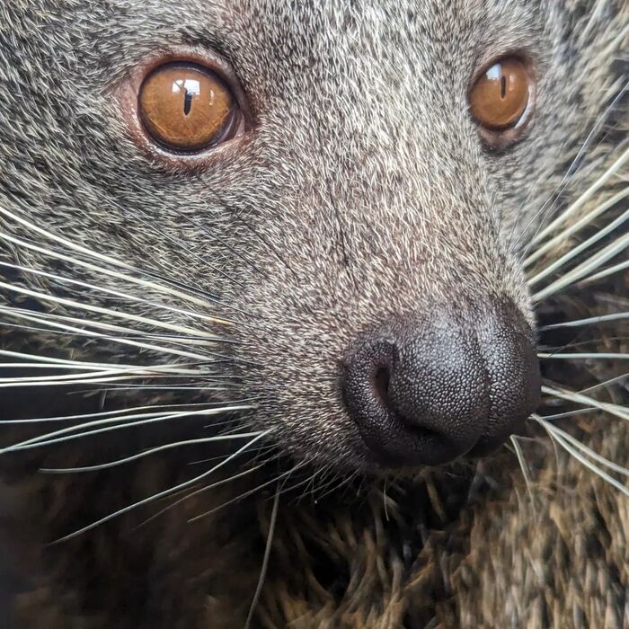 Close-up - Binturong, Wyvernaceae, Predatory animals, Wild animals, Zoo, The photo