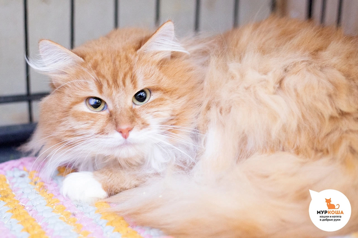      .    .     .  ,     .