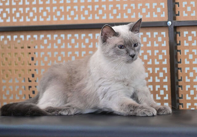 Affectionate kitty Kisa Siamese cat phenotype is looking for a home and a kind heart - My, In good hands, Homeless animals, cat, Cat lovers, No rating, Is free, Moscow, Longpost