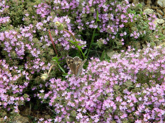 �����������, ������ ������ � ��������.