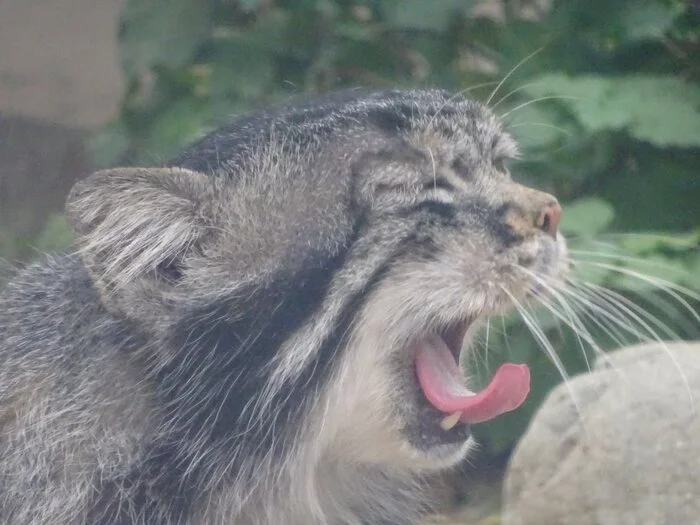 It's hot, sleepy, I just don't want to! - Wild animals, Zoo, Predatory animals, Cat family, Pallas' cat, Small cats, Yawn