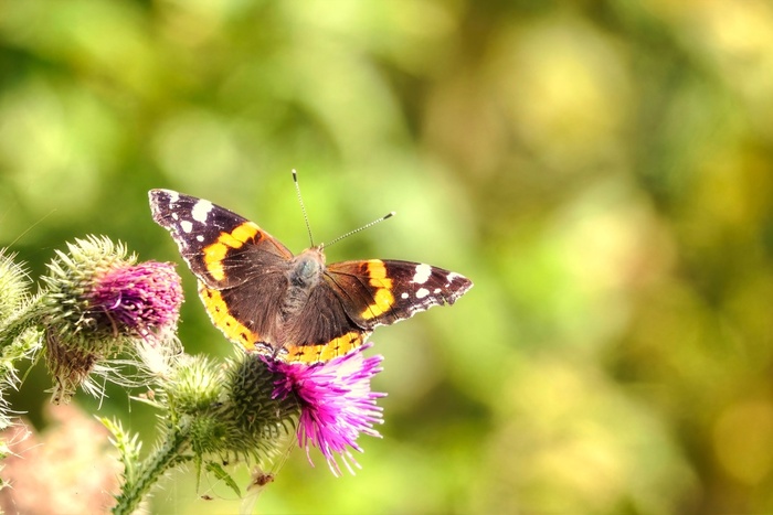 ������� �������