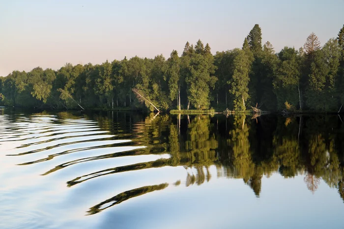 Свирь - Моё, Путешествия, Фотография, Река Свирь, Ленинградская область, Природа России, Река, Лес, Гладь