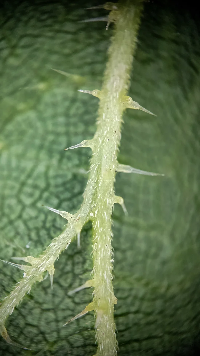 Photo project Let's take a closer look post No. 36. Nettle - My, Bloom, Macro photography, Nature, Biology, The photo, Nettle, Insects, Plants, The nature of Russia, Steppe, Longpost