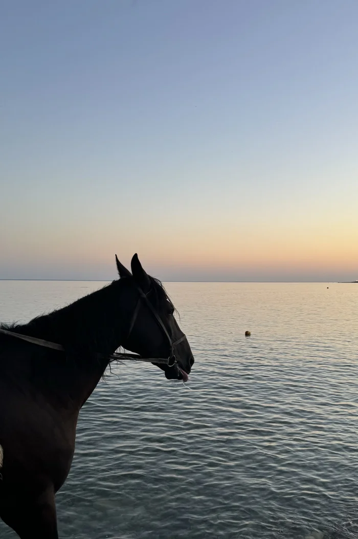 June, 2024 S. Arkhipo-Osipovka, Krasnodar region - My, Mobile photography, Horses, Black Sea, Sunset, Beach, Summer, Longpost