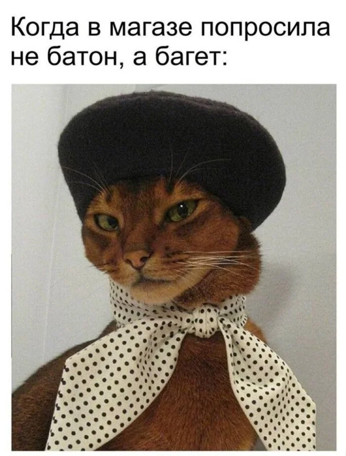 Baguette - Telegram (link), Vital, Baguette, Ibrahim, Cat family, Memes, Picture with text, Humor