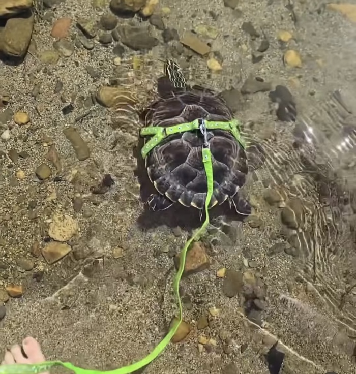 Как выгуливать черепашку