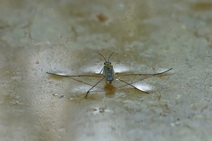 By water as well as by land - My, The nature of Russia, Insects, Pond-skater, Summer, Nature, Puddle, wildlife, Photo hunting