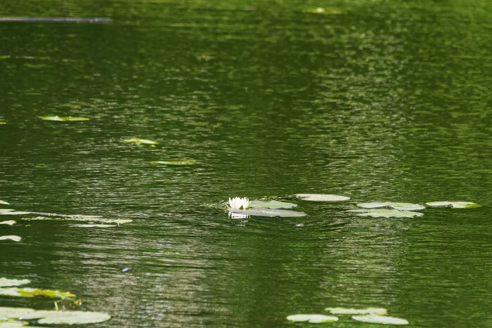 Loneliness - My, Photo hunting, The nature of Russia, Summer, River, Klyazma, Nature, Plants, wildlife, The photo