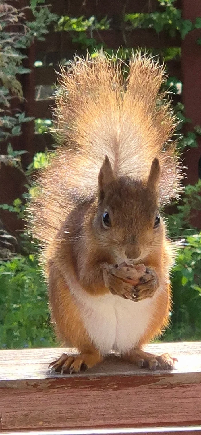 Sunny bunny - My, Squirrel, Orekhovo, Dacha, Longpost, The photo, Mobile photography, Summer, Tail, Rodents