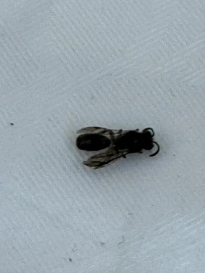 What kind of insect? - My, Pests, Insects, Dacha, Borer, Longpost