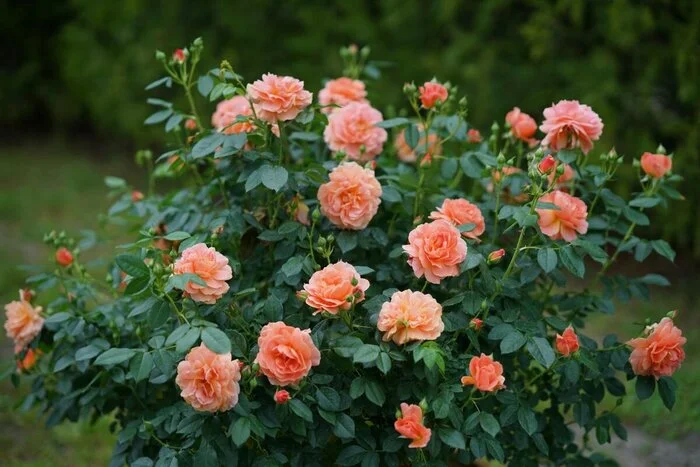 Rose care - Flowers, Gardening, Garden, Plants, Garden, the Rose, Care, Houseplants, Bloom, Dacha, beauty, Telegram (link), Longpost