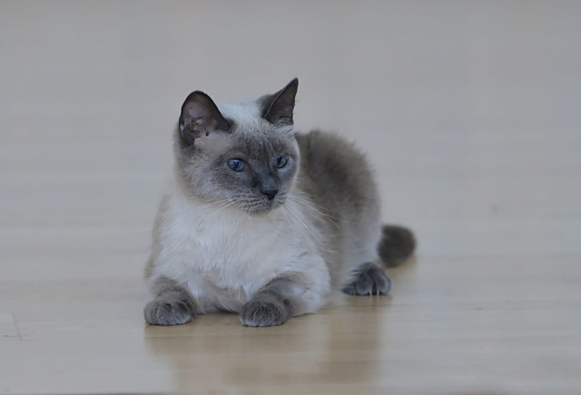 Affectionate kitty Kisa Siamese cat phenotype is looking for a home and a kind heart - My, In good hands, Homeless animals, cat, Cat lovers, No rating, Is free, Moscow, Longpost