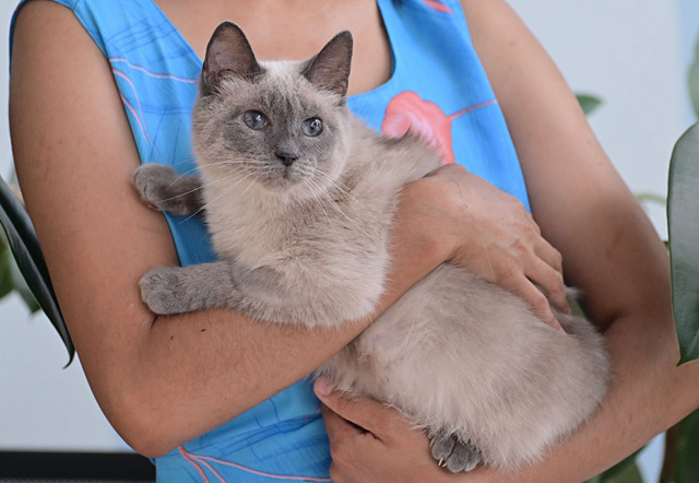 Affectionate kitty Kisa Siamese cat phenotype is looking for a home and a kind heart - My, In good hands, Homeless animals, cat, Cat lovers, No rating, Is free, Moscow, Longpost