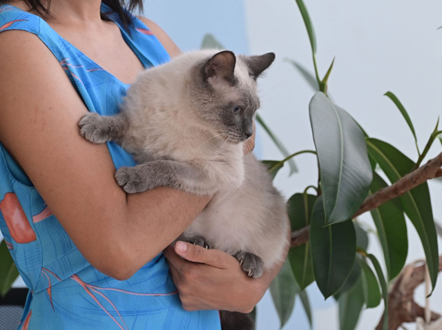 Affectionate kitty Kisa Siamese cat phenotype is looking for a home and a kind heart - My, In good hands, Homeless animals, cat, Cat lovers, No rating, Is free, Moscow, Longpost