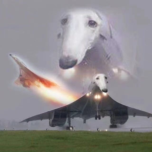 Memes - Memes, Images, Dog, Fotozhaba, Hardened, Airplane