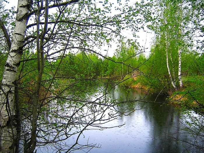 Вид на водоём - Моё, Фотография, Прогулка, Пейзаж, Весна, Водоем, Березы, Природа