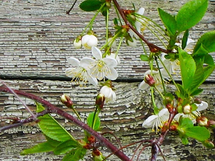 Cherry blossoms - My, The photo, Walk, Landscape, Spring