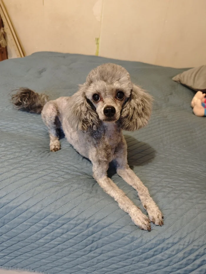 VORONEZH! Lost dog! - My, No rating, Lost, The dog is missing, Voronezh, Help, Longpost, Dog, Toy Poodle