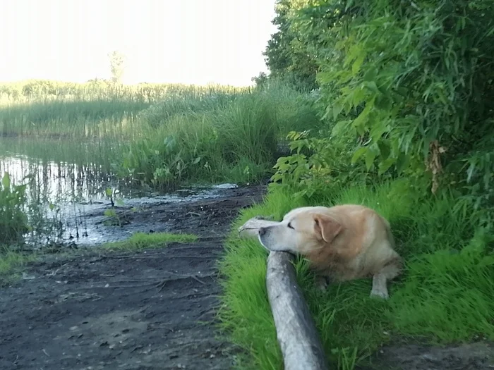 Дневник соседа 01.07.2024 - Моё, Собака, Друг, Лучший друг, Отдых, Отдых на природе, Фотография, Дневник