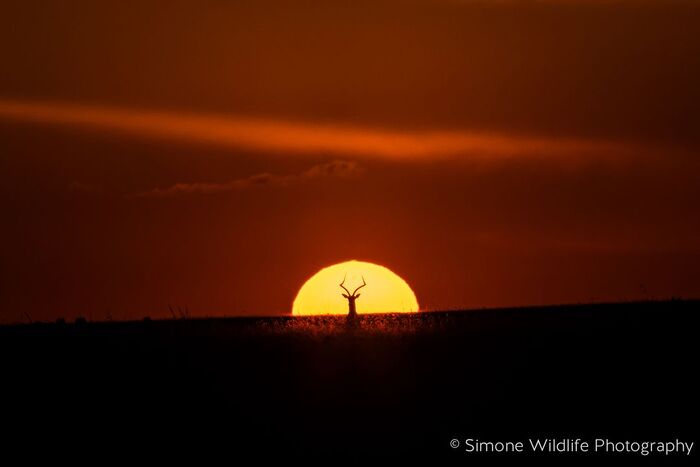 Sunset - Impala, Artiodactyls, Wild animals, wildlife, Reserves and sanctuaries, Masai Mara, Africa, The photo, Sunset, The sun