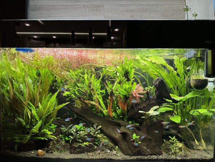 Справа вверху фото видно стрелку и цветки Эхинодоруса. За лето их было штук 5.