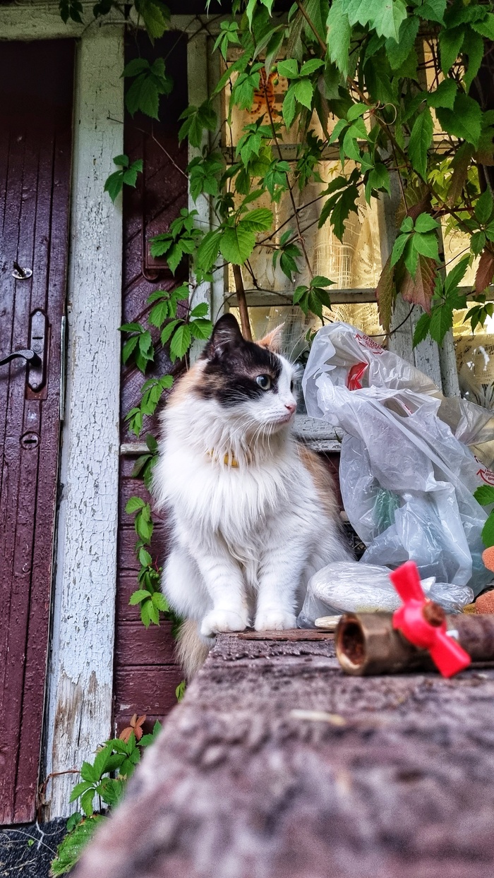 На это можно смотреть вечно... | Пикабу