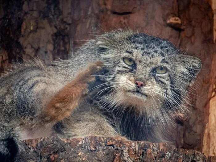 Good morning everyone! And cheerful! - Wild animals, Predatory animals, Cat family, Small cats, Pallas' cat, Zoo, Leningrad Zoo, The photo, Longpost