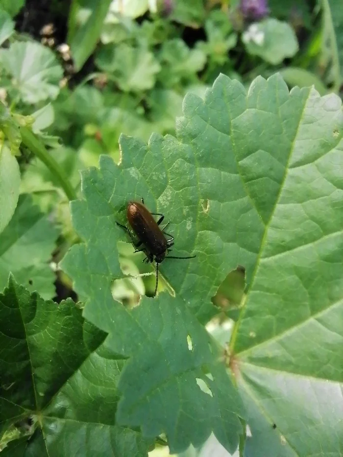 Breakfast of an aristocrat... - My, Mobile photography, Nature, Humor, Insects, Жуки