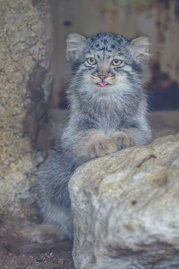 ������ ���� �������...